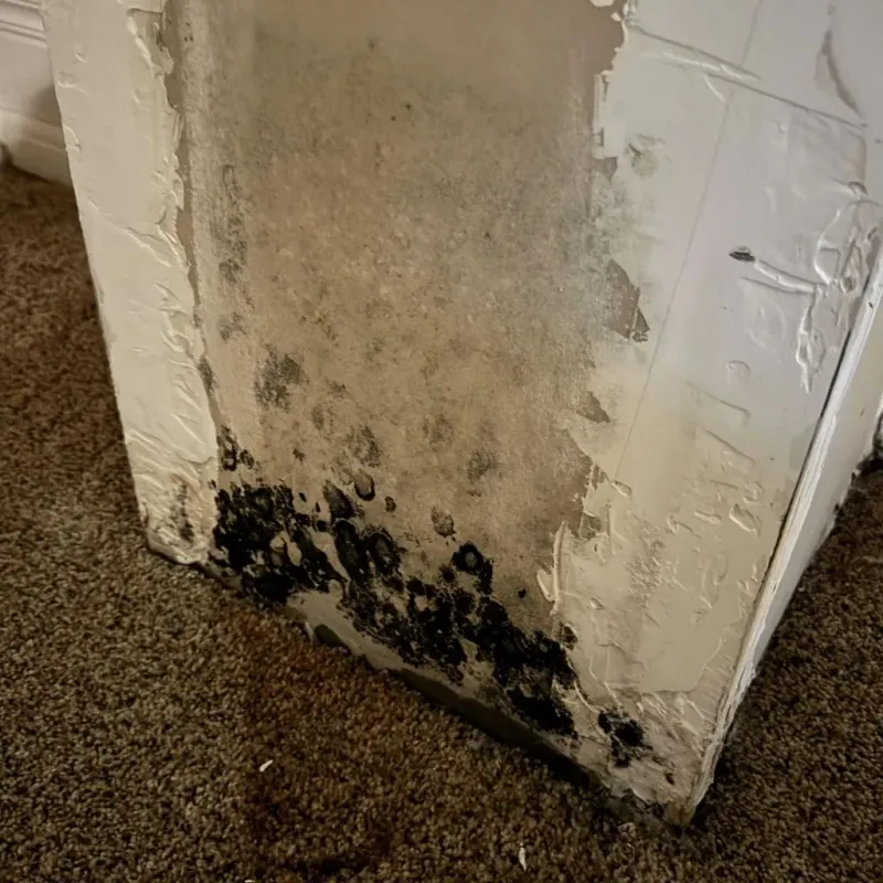Professional Mold Removal in Pea Ridge, WV